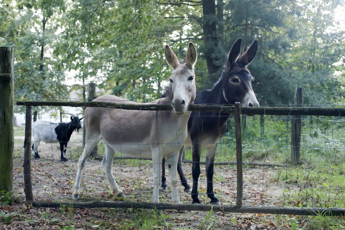 Palio degli Asini