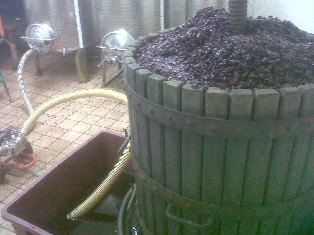 vendemmia 2015